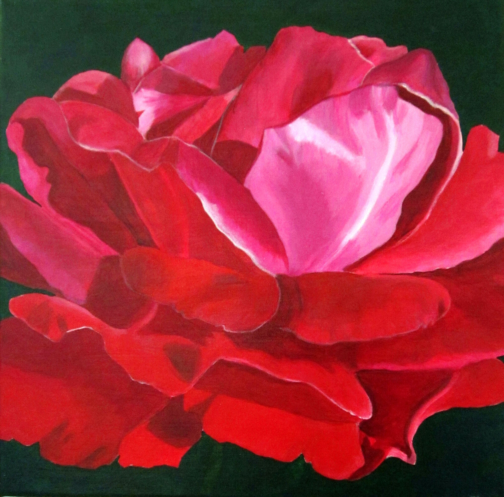 acrylic painting of a crimson rose by artist Shona Jones